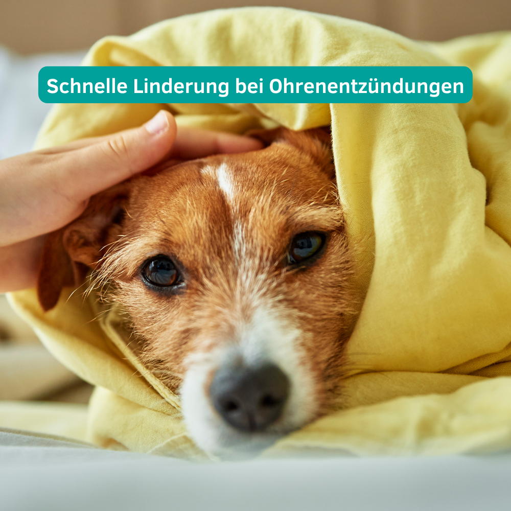 Ohren & Augenpflege für Hunde und Katzen